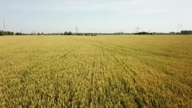 Buğday tarlası. Tarlada altın buğday kulakları. Buğday alanı hava görüntüsü.