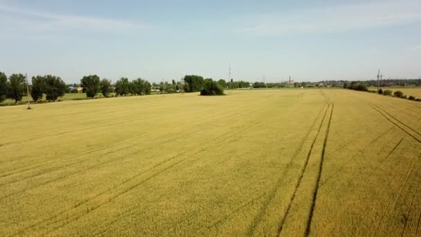 Buğday tarlası. Tarlada altın buğday kulakları. Buğday alanı hava görüntüsü. — Stok video