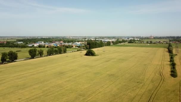 Pšeničné pole. Zlaté uši pšenice na poli. Letecký pohled na pšeničné pole. — Stock video