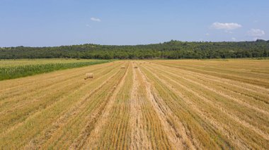 Hava görüntüsü: yeşil mısır tarlası ve samanlıkların üzerinde uçuyor