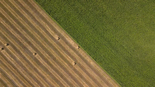 Vista de arriba hacia abajo: volando sobre el campo de maíz verde y pajar — Foto de Stock