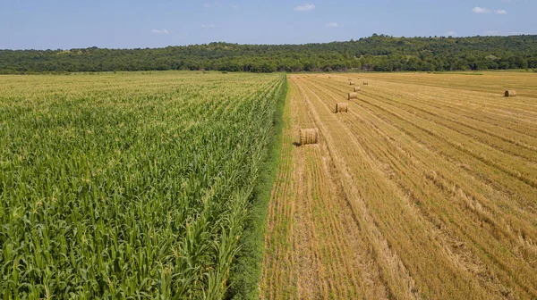 Widok z lotu ptaka: nad zielonym polem kukurydzy i stogami siana — Zdjęcie stockowe