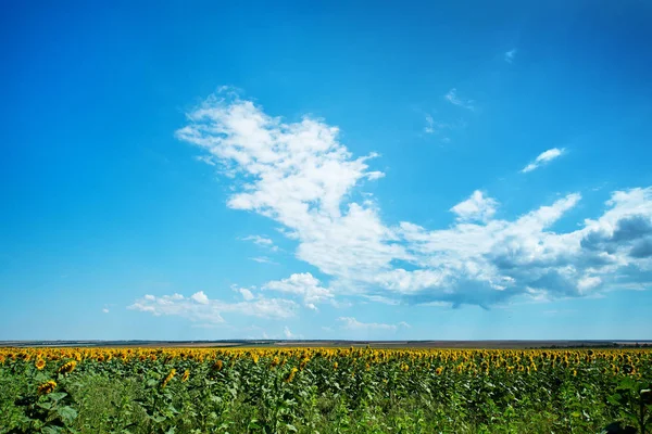 Campo Girasoles Cielo Azul Con Nubes — Foto de Stock