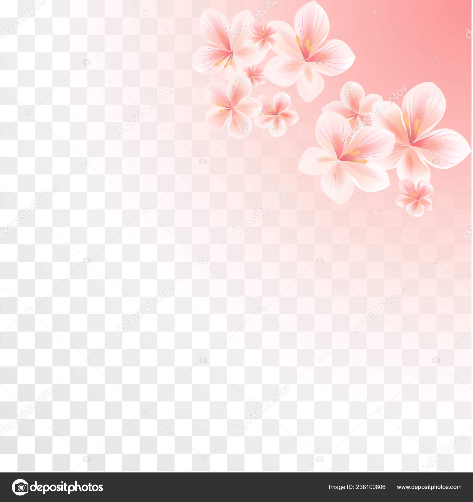 在透明的梯度背景上分离的粉红色樱花苹果的花etps Cmyk 图库矢量图像 C Natasha S