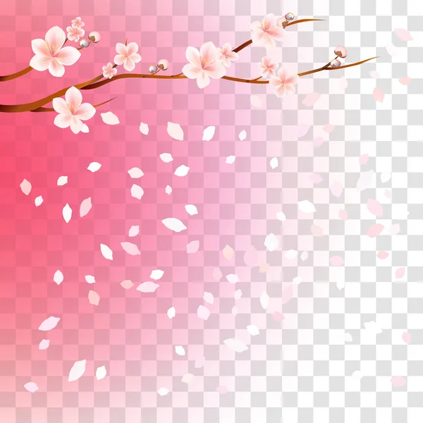 Sakura çiçek ve uçan yaprakları üzerinde Saydam Gradyan pembe arka plan izole dalı. Çiçekler Apple. Kiraz çiçekleri. Kare. Vektör Eps 10 cmyk