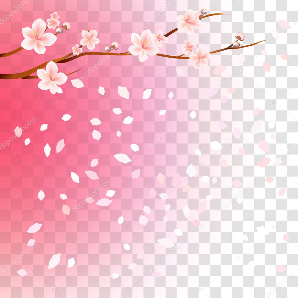 Branch of sakura with flowers and flying petals isolated on transparent gradient Pink background. Flowers of apple. Cherry blossoms. Square. Vector EPS 10 cmyk