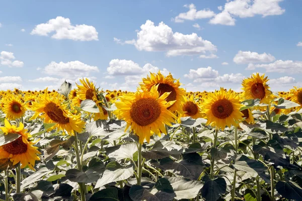Bir arka plan bulutlu mavi gökyüzü parlak güneşli yaz günü, üzerinde çiçek açan Ayçiçeği tarlası