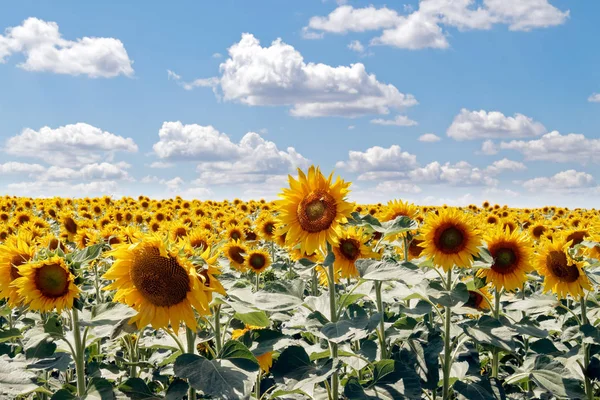 Bir arka plan bulutlu mavi gökyüzü parlak güneşli yaz günü, üzerinde çiçek açan Ayçiçeği tarlası