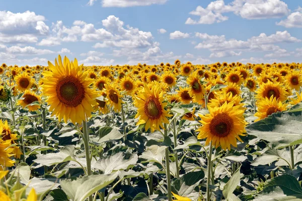 Bir arka plan bulutlu mavi gökyüzü parlak güneşli yaz günü, üzerinde çiçek açan Ayçiçeği tarlası