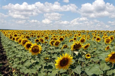 Bir arka plan bulutlu mavi gökyüzü parlak güneşli yaz günü, üzerinde çiçek açan Ayçiçeği tarlası
