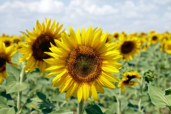 Bir arka plan bulutlu mavi gökyüzü parlak güneşli yaz günü, üzerinde çiçek açan Ayçiçeği tarlası