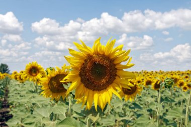 Bir arka plan bulutlu mavi gökyüzü parlak güneşli yaz günü, üzerinde çiçek açan Ayçiçeği tarlası