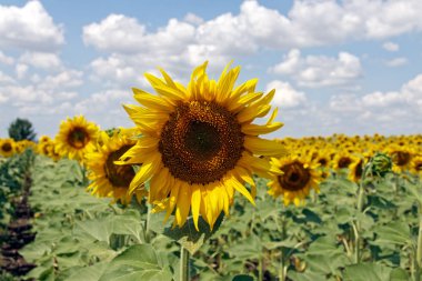 Bir arka plan bulutlu mavi gökyüzü parlak güneşli yaz günü, üzerinde çiçek açan Ayçiçeği tarlası