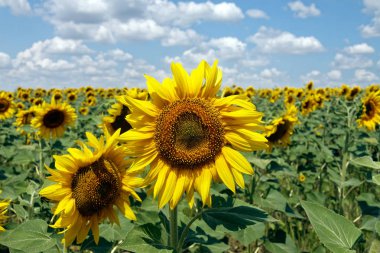 Bir arka plan bulutlu mavi gökyüzü parlak güneşli yaz günü, üzerinde çiçek açan Ayçiçeği tarlası