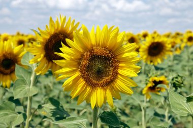 Bir arka plan bulutlu mavi gökyüzü parlak güneşli yaz günü, üzerinde çiçek açan Ayçiçeği tarlası