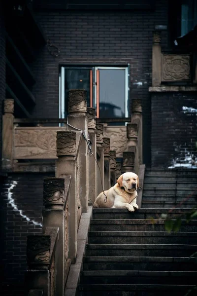 Hund Xiahao Alte Straße Chongqing China — Stockfoto