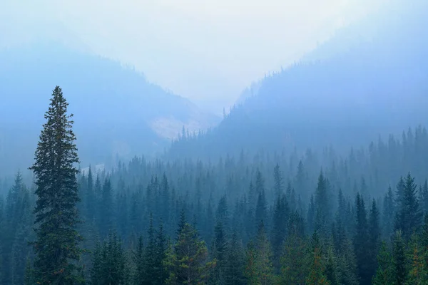 Forêt Montagneuse Brumeuse Dans Parc National Banff — Photo