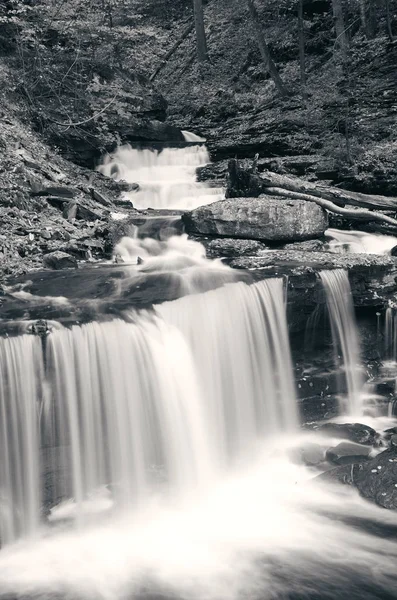 Ormandaki şelaleler siyah beyaz.