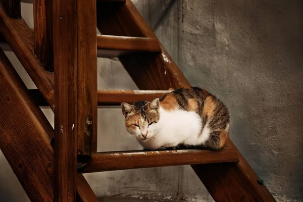 그리스 미코노스 고양이과 전통적 그리스 — 스톡 사진