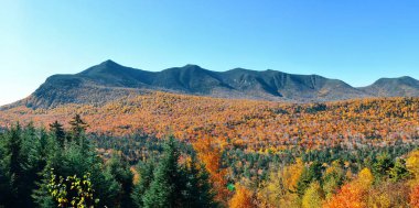 White Mountain, New Hampshire 'da renkli sonbahar yaprakları.