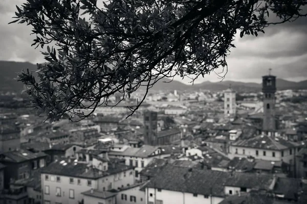 Torre Guinigi Vista Para Telhado Lucca Com Edifícios Históricos Itália — Fotografia de Stock