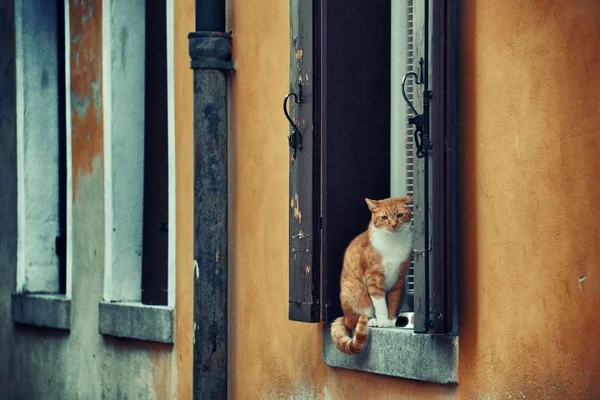 Katze Fenster Venedig Italien — Stockfoto
