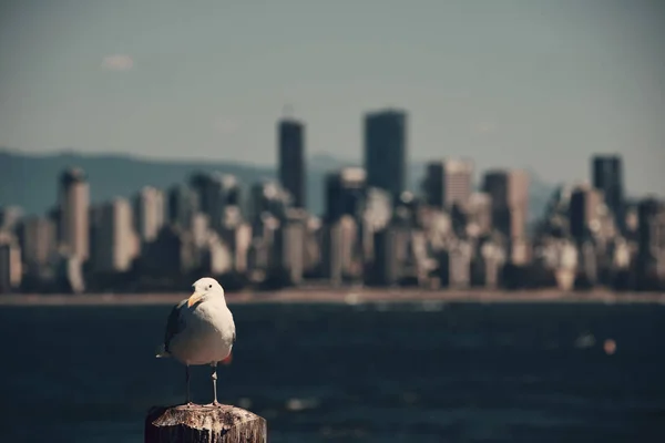 Seagull Vancouver Downtown Skyline Mountains — Stock Photo, Image