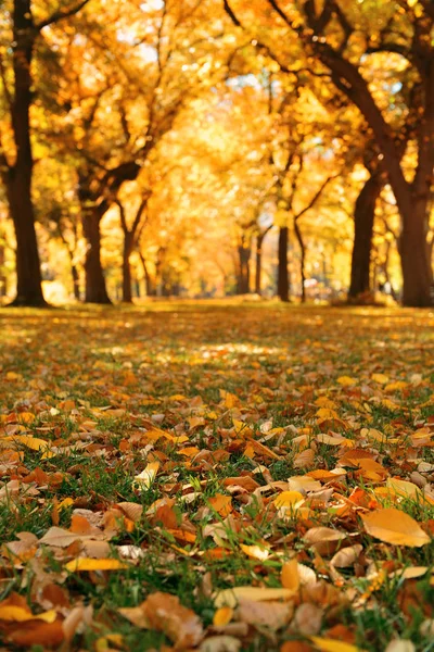 Hösten Central Park New York City Usa — Stockfoto