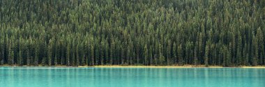 Orman panorama adlı göl waterfront Banff National Park, Amerika Birleşik Devletleri.