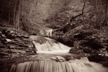 Ormandaki şelaleler siyah beyaz.
