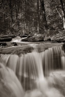 Ormandaki şelaleler siyah beyaz.