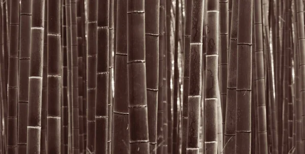 Bamboo Grove Panorama Arashiyama Kyoto Japan — Stock Photo, Image