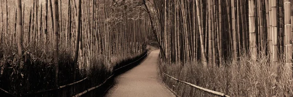 Panorama Bamboo Grove Arashiyama Kioto Japonia — Zdjęcie stockowe