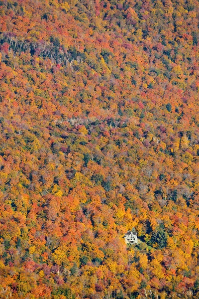 Herbst Wald Abstrakten Hintergrund Aus Stowe Vermont — Stockfoto