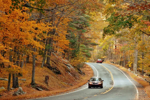 道路のある森の紅葉 — ストック写真