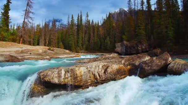 Creek Foresta Nel Banff National Park Canada — Video Stock