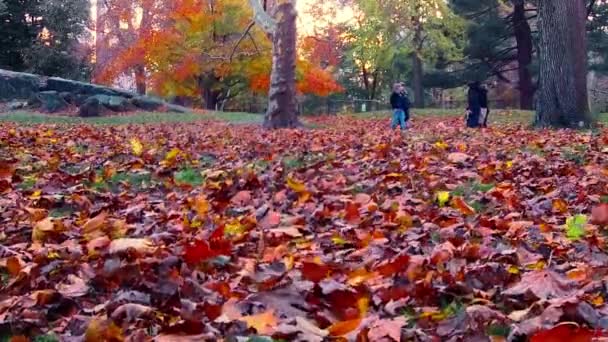曼哈顿市中心的中央公园秋天慢动作 纽约的色彩和树叶都很美 — 图库视频影像