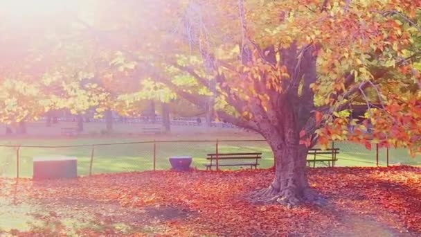 中央公园在秋天在阳光明媚的日子与美丽的树叶在曼哈顿曼哈顿市中心 — 图库视频影像