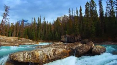 Akan suyun creek ve orman Banff National Park Kanada'da bir closeup görünümü.