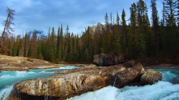 Крупный План Проточной Воды Ручья Леса Национальном Парке Банф Канада — стоковое видео