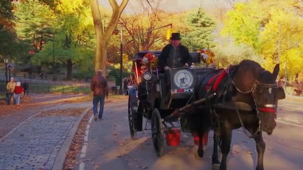 New York City Usa Oct 2018 Horse Carriage Central Park — Stock Video