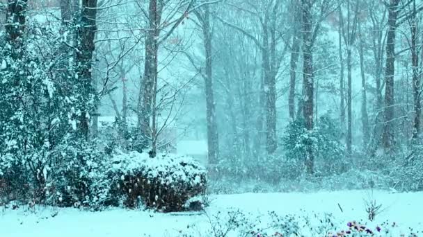 Sneeuw Bos Winter Met Koele Toon — Stockvideo