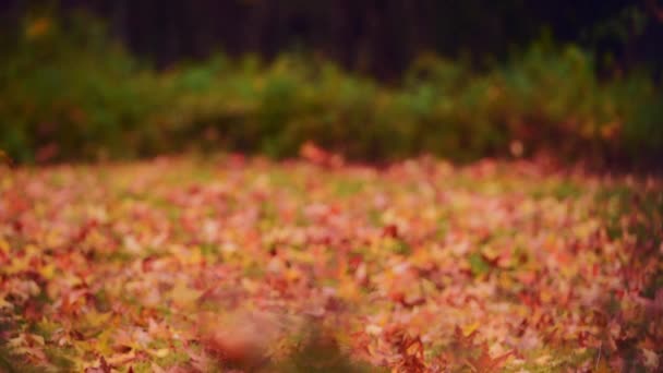 Осенние Листья Газоне Крупным Планом Красивыми Цветами — стоковое видео
