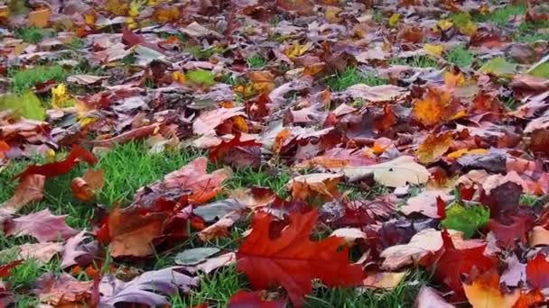 Central Park Autumn Midtown Manhattan Slow Motion Beautiful Colors Foliage — Stock Video