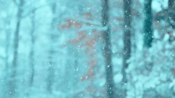 Nieve Los Bosques Invierno Con Tono Fresco — Vídeo de stock