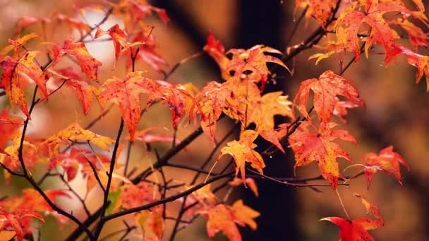 Autumn Foliage Rain Slow Motion Closeup View Beautiful Colors — Stock Video