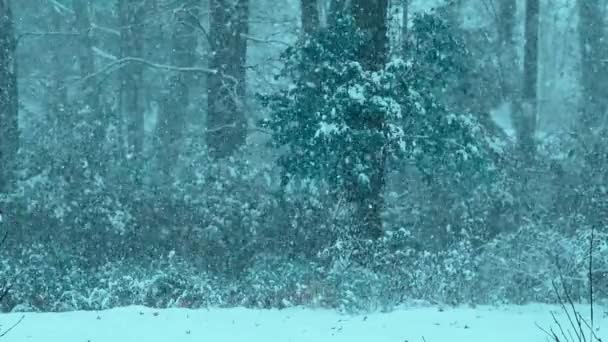 Nieve Los Bosques Invierno Con Tono Fresco — Vídeos de Stock