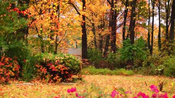 Prachtige Bossen Met Het Loof Van Herfst Het Park — Stockvideo