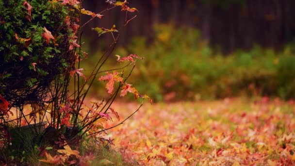 Autumn leaves on grass lawn closeup view with beautiful colors. — Stock Footage Autumn Leaves Grass Lawn Closeup View Beautiful Colors Stock Video