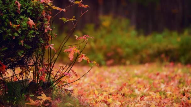 Autumn Leaves Grass Lawn Closeup View Beautiful Colors — Stock Video